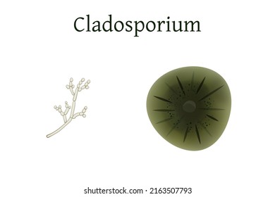 Cladosporiumform, Vektorgrafik einzeln auf weißem Hintergrund.