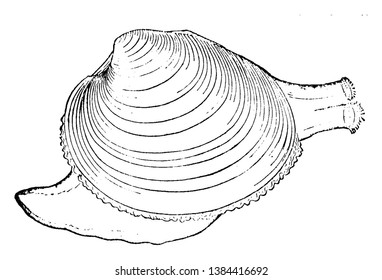 Clam is a common name for several kinds of bivalve molluscs, vintage line drawing or engraving illustration.
