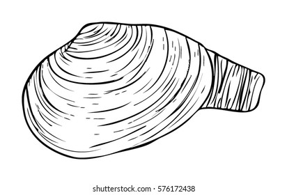 Clam & Foot Illustration