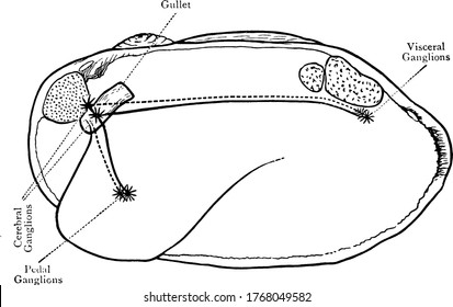 Clam ist ein Meerestier mit einer Muschel in zwei Teilen, die eng zusammenschließen können, genannt Clam Shell. Diese Figur repräsentiert Nervous System of Clam, Vintage Linie Zeichnung oder Gravitation Illustration.