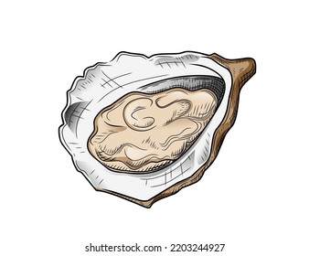 Clam seafood delicacy vector illustration isolated on white background