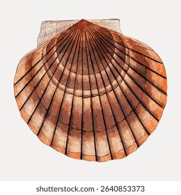Clam shell vintage illustration, vector element. 