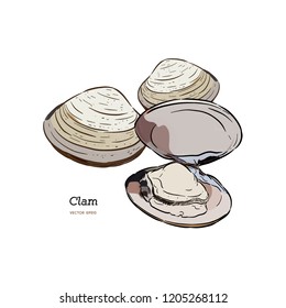 Clams, mussels, seafood, sketch style vector 