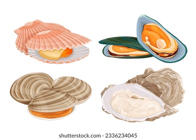 Clams, oysters, mussels, scallops isolated on white background. vector illustration