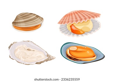 Clams, oysters, mussels, scallops isolated on white background. vector illustration