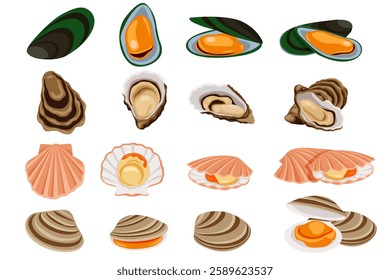 Clams, oysters, mussels, scallops isolated on white background. vector illustration