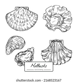 Clams, oysters, mussels and scallops vintage black and white line food mollusks for pattern or print