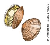 Clams or shellfish seafood illustrations