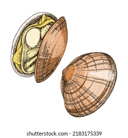 Clams or shellfish seafood illustrations