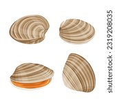clams vector illustration isolated on white background.