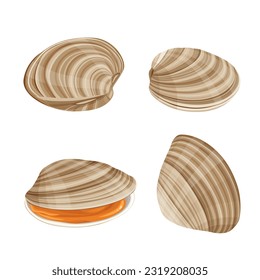 clams vector illustration isolated on white background.