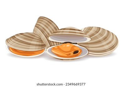 clams vector illustration isolated on white background.