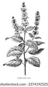 Clary sage botanical vintage illustration black and white clip art