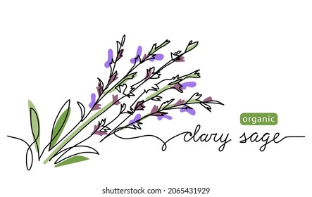 Clary Sage Herb Color Vector Illustration, Drawn Sketch For Label Design. One Continuous Line Art Drawing With Lettering Organic Clary Sage.