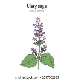 Clary sage (Salvia sclarea), medicinal plant. Hand drawn botanical vector illustration