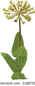 Clasping Milkweed (Asclepias amplexicaulis) Isolated 