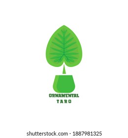 class logo design. green taro ornamental plant logo design