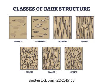 Classes of bark structure with biological visual division outline diagram. Labeled educational wood epidermis classification for trees vector illustration. List of cracks, scales, strips and smooth.