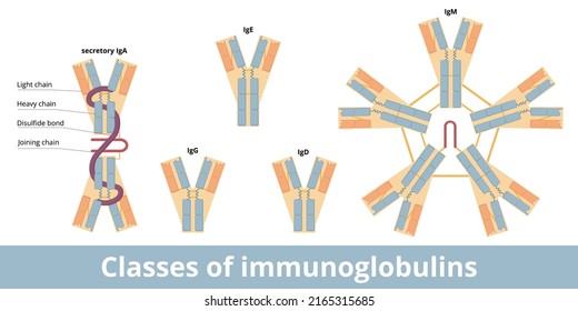 Classes of immunoglobulins. The five main classes of antibodies (immunoglobulins): IgG, IgA, IgD, IgE, and IgM. Structural variations of the H chains, basic kinds of L chains.