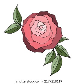 Classic blooming red rose bud isolated on white, vector illustration. Rose flower, blooming plant. Garden rose isolated icon of red, pink and violet blossom and bud with green leaf for romantic