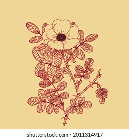 Classic botanical drawn  It`s perfect for fabrics, t-shirts, mugs, decals, pillows, logo, social media pattern and much more!
