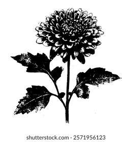 classic botanical illustration of a chrysanthemum with intricate engraving details, perfect for botanical and decorative designs
