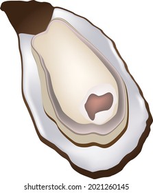 A Classic Delicacy Is An Oyster, An Open Clam Shell. Vector Illustration.