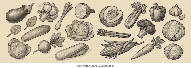 Classic engraving of fresh vegetables assortment perfect for rustic kitchen decor or farmer market designs