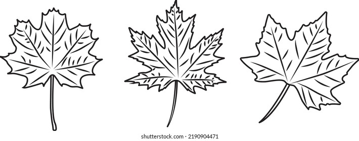 Classic Fall Leaves In Three Different Shapes Black And White. Vector Illustration