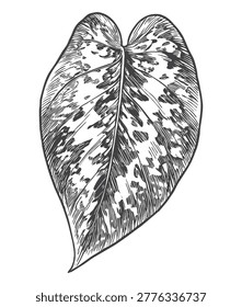 A classic hand-drawn engraving of a speckled, arrowhead-shaped variegated leaf. An excellent graphic asset for natural therapy labels, organic beauty merchandise, and elegant botanical posters.