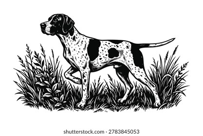 A classic, high-contrast vector illustration of a Pointer dog in a traditional pointing stance. Vintage Hunting Hound Silhouette for Outdoor Brands