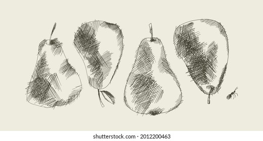 Classic pear drawing with light stroke.  Vector clip-art, pear fruit BW sketch for card, invitation, summer print design.
