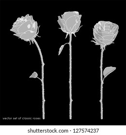 Classic Roses, decorative vector illustration