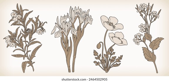 Classic and simple line drawing illustrations of flowers and plants.