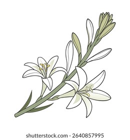 Classic Tuberose Illustration on White Background