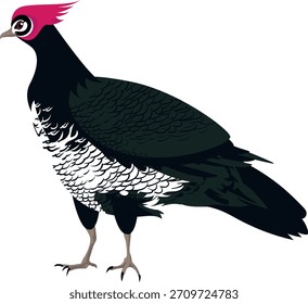 Dibujo de iconos de dibujos animados de colores Clásicas Galliformes