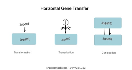 The classical methods of horizontal gene (DNA) transfer: Transformation, Transduction and Conjugation.