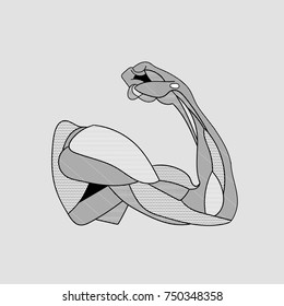 Classical Sculpture. Vector illustration hand drawn. Plaster statue of a human hand with anatomical muscle.
