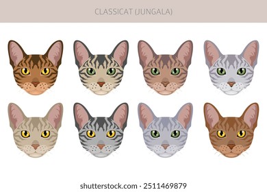 Classicat, Jungala Cat Clipart. Alle Fellfarben eingestellt.  Alle Katze Rassen Merkmale Infografik. Vektorgrafik