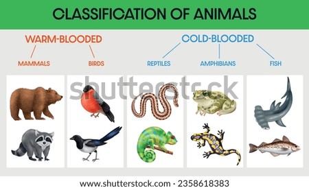 Classification of animals flat infographic with diagram warm blooded and cold blooded vector illustration