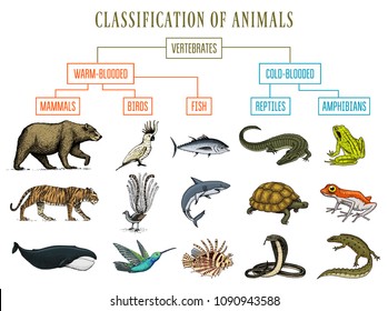 Classification of Animals. Reptiles amphibians mammals birds. Crocodile Fish Bear Tiger Whale Snake Frog. Education diagram of biology. Engraved hand drawn old vintage sketch. Chart of Wild creatures.