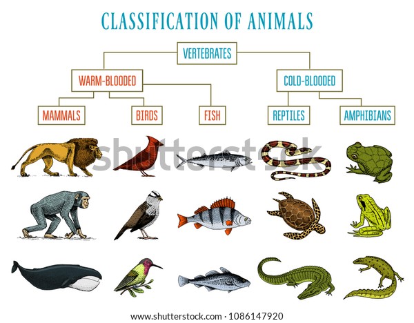 Classification of Animals. Reptiles amphibians\
mammals birds. Crocodile Fish Lion Whale Snake Frog. Education\
diagram of biology. Engraved hand drawn old vintage sketch. Chart\
of Wild\
creatures.