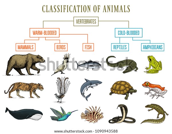 Classification of Animals. Reptiles amphibians\
mammals birds. Crocodile Fish Bear Tiger Whale Snake Frog.\
Education diagram of biology. Engraved hand drawn old vintage\
sketch. Chart of Wild\
creatures.