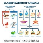 Classification of animals vector illustration. Labeled division order scheme. Vertebrates with backbone system classification. Mammals taxonomy explanation in educational biology handout brochure.