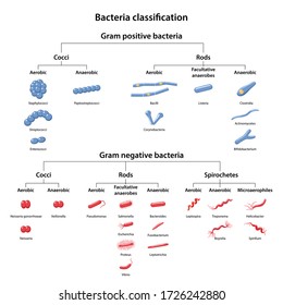 Classification Des Bactéries Par Type De : Image Vectorielle De Stock ...