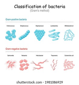 Classification Bacteria Grams Method Gramnegative Grampositive Stock ...