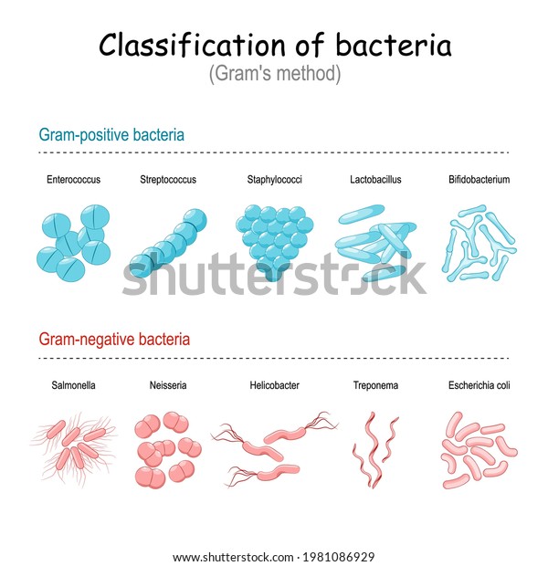 Classification of bacteria.\
 Gram\'s method. Gram-negative and gram-positive bacteria. Vector\
illustration