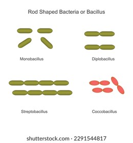 Clasificación de bacterias sobre la base de morfología externa, bacterias o bacilo con forma de varilla, monobacilo, diplobacilo, streptobacillus, coccobacilo, concepto biológico