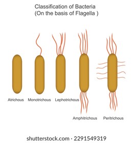 classification of bacteria on the basis of Flagella,atrichous, monotrichous, lophotrichous, amphitrichous, peritrichous, biology concept