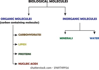 Classification of biological molecules, organic and inorganic compounds